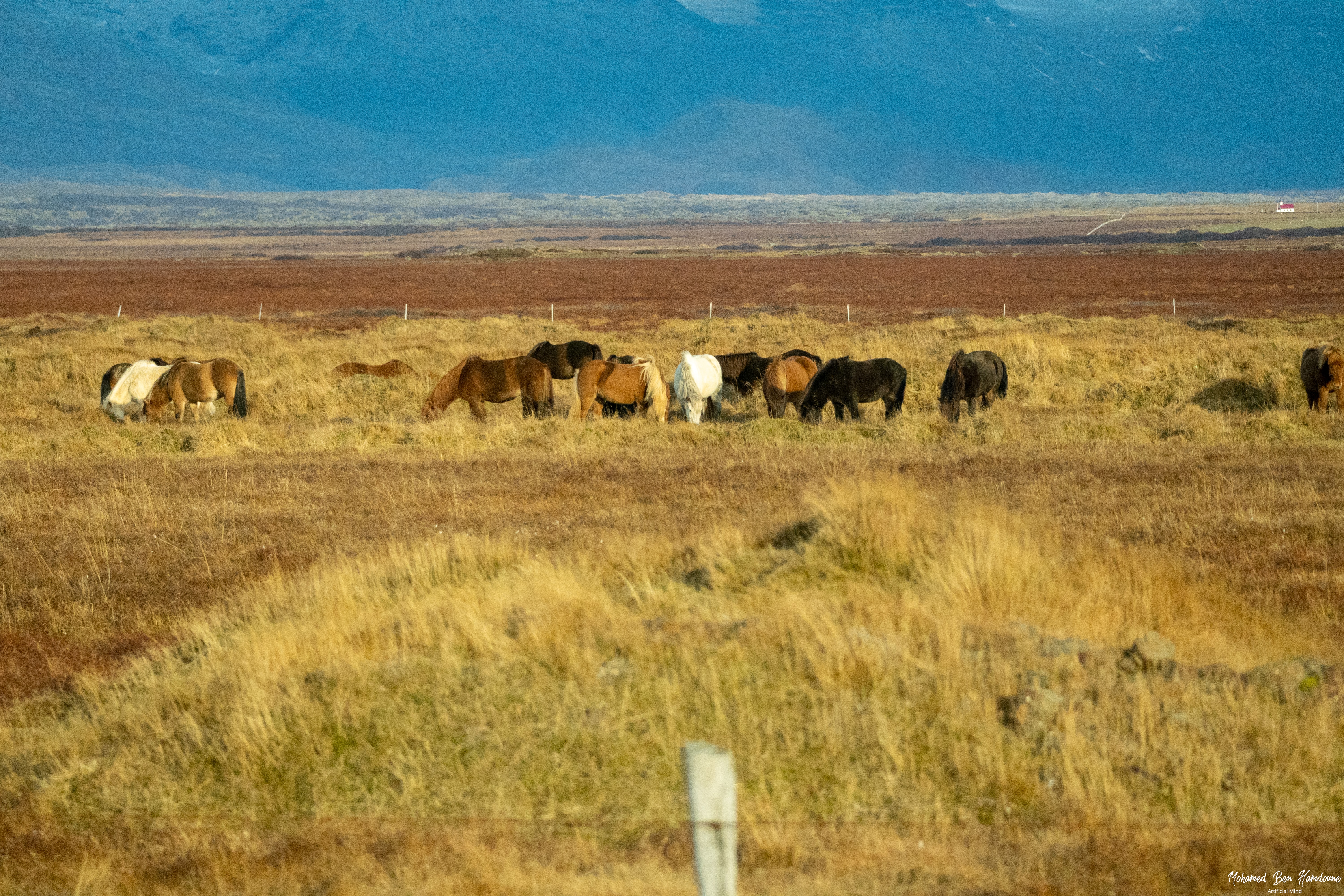 Icelandic horses