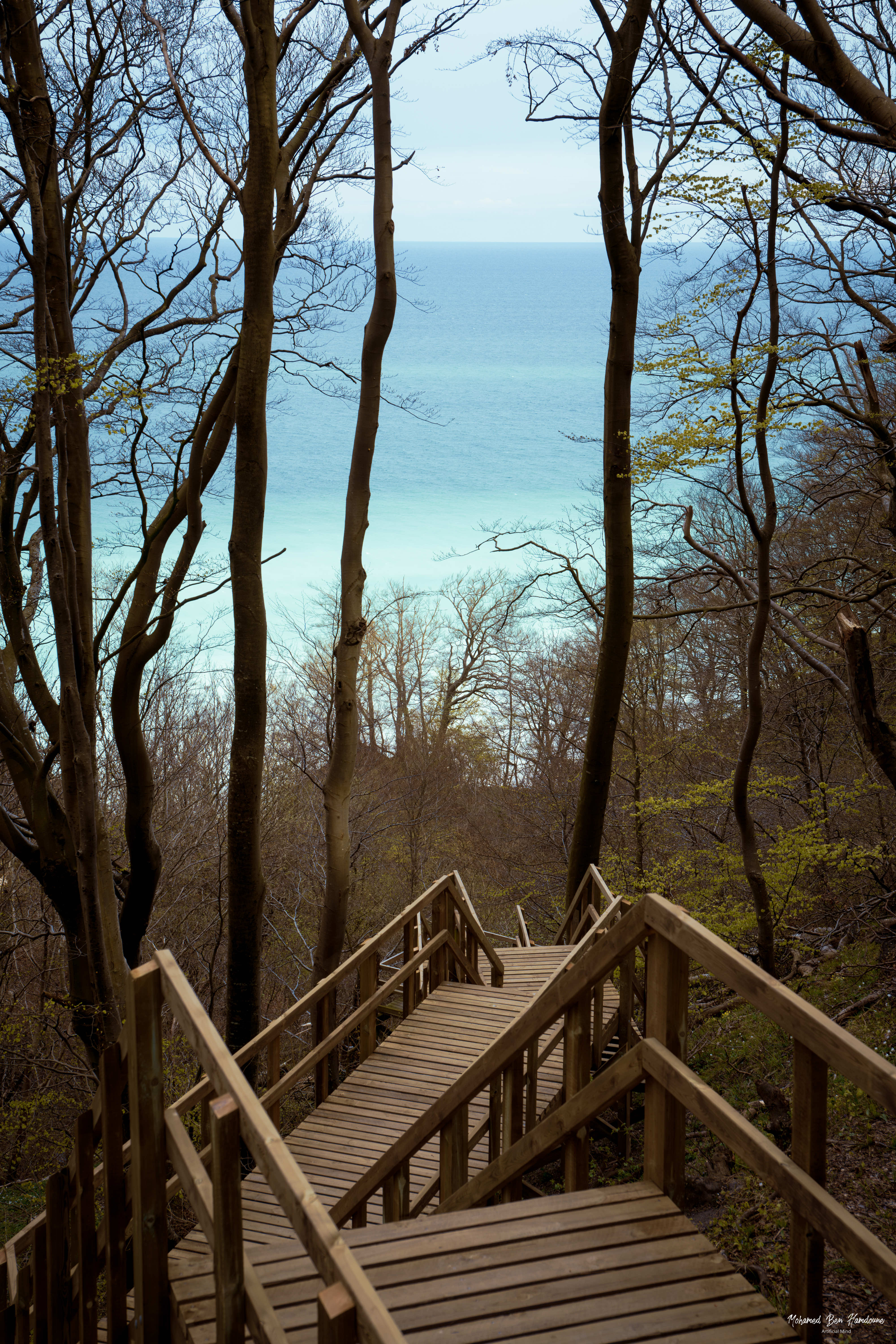 Wooden Pathway Through Møns Klint