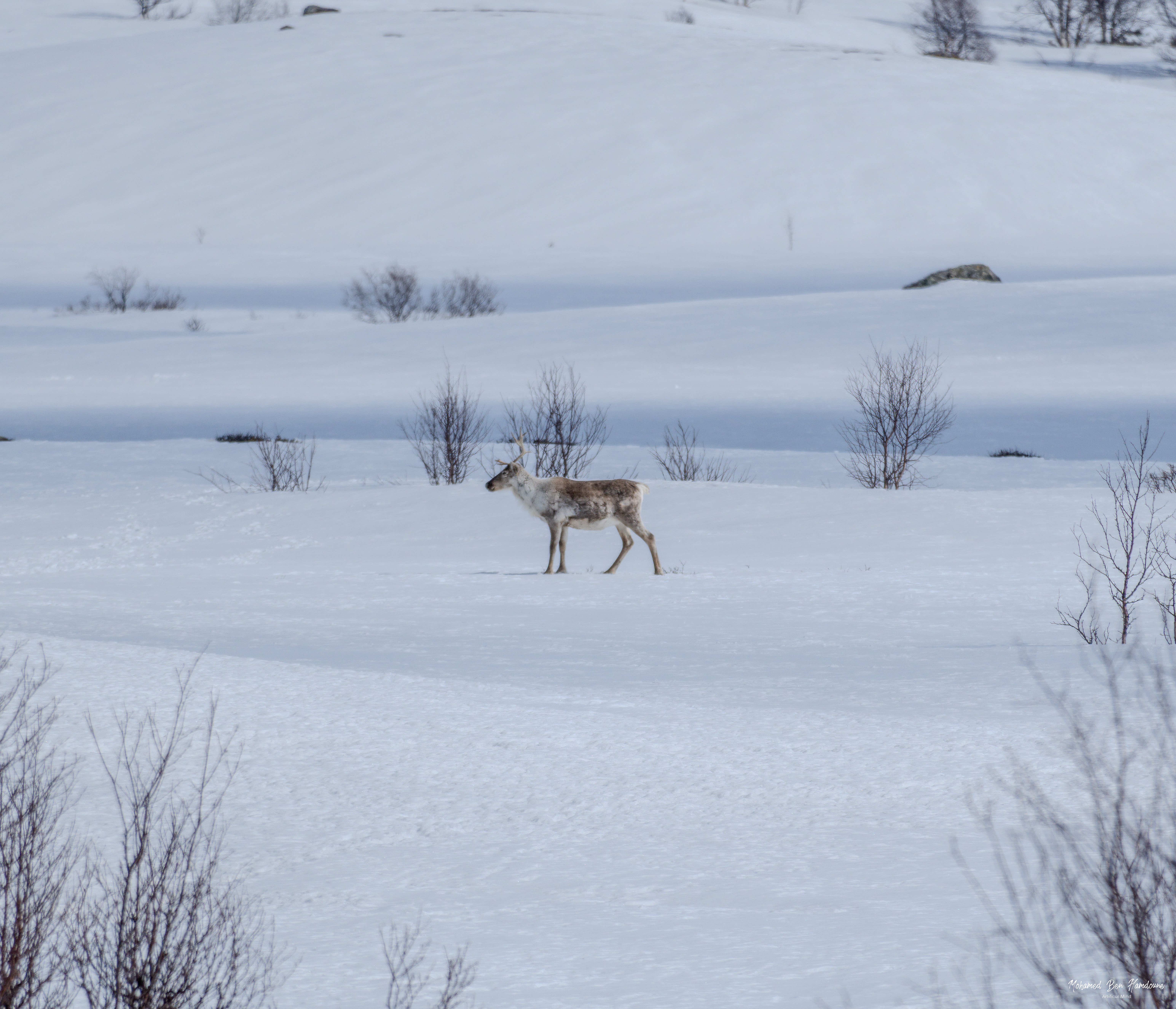 Reindeer standing in a snowy field in Norway