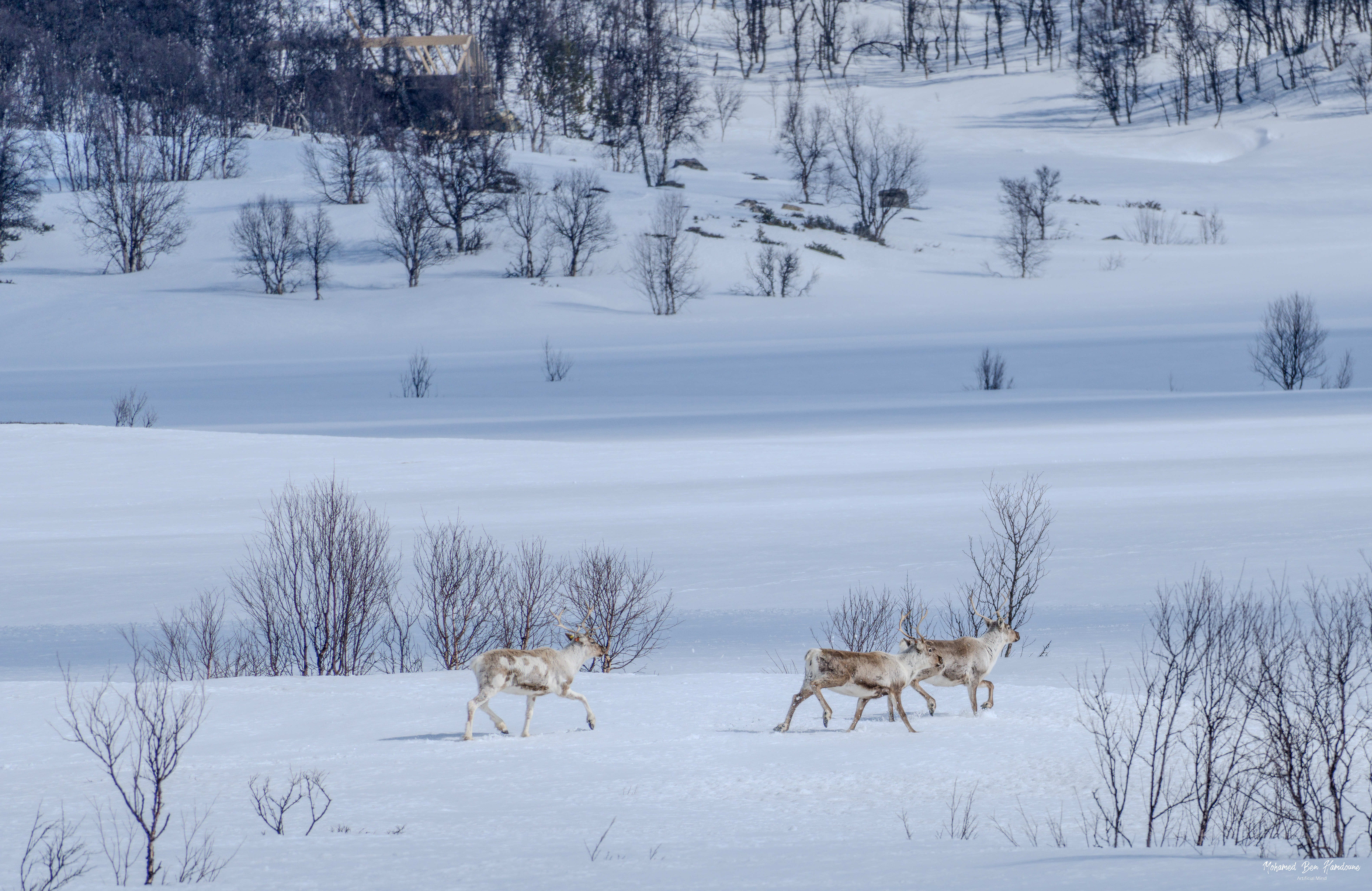 A group of reindeer moving through the snowy landscape